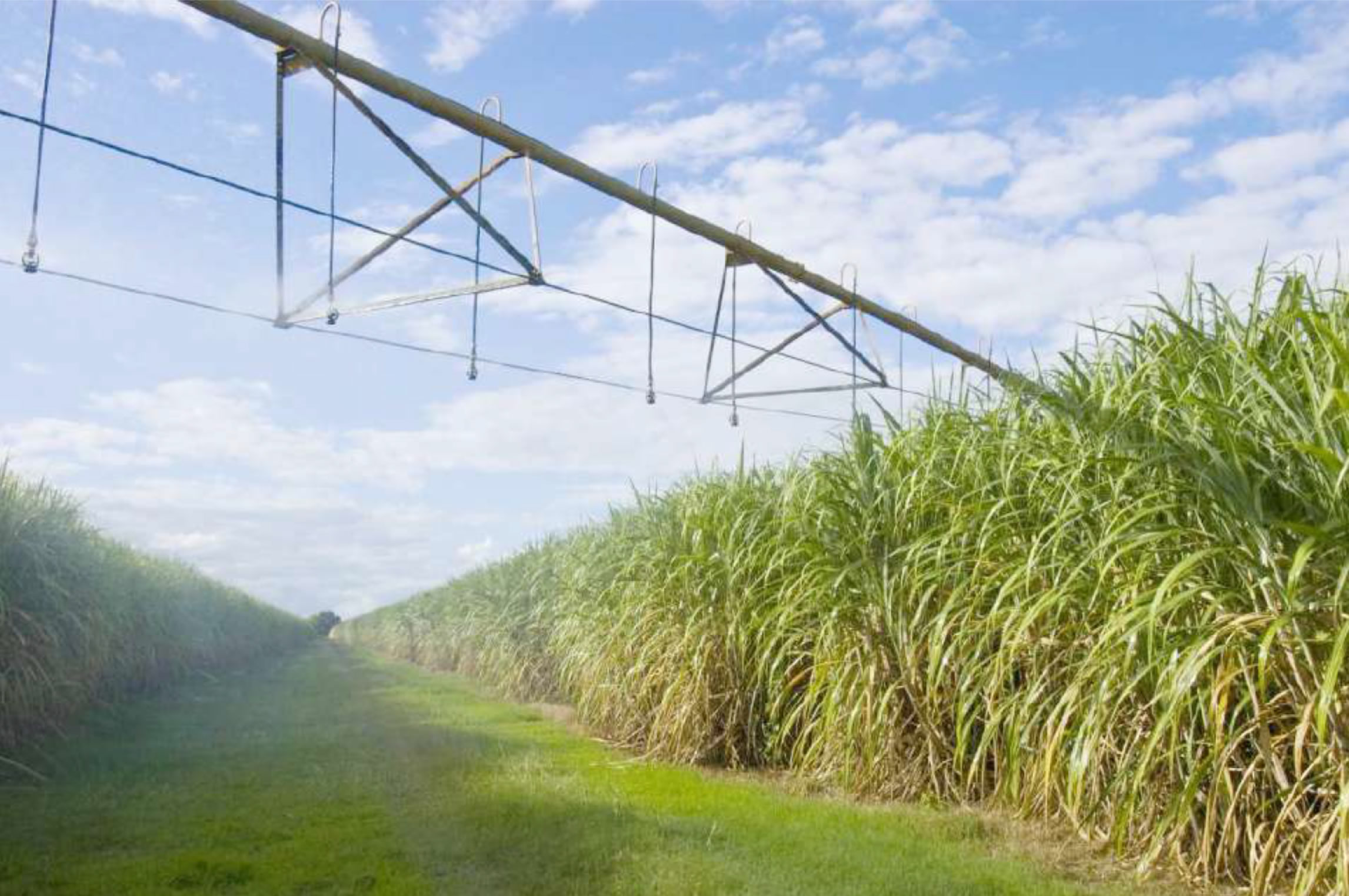 sugar cane field